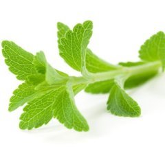 Stevia Stevia