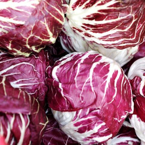 Radicchio