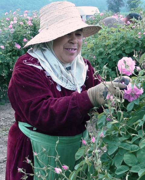 Am frühen Morgen werden die taufrischen Rosen gepflückt Am frühen Morgen werden die taufrischen Rosen gepflückt