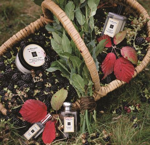 Jo Malone Blackberry & Bay Jo Malone Blackberry & Bay