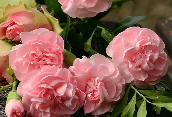 Der Facettenreichtum von Rosen umfasst nicht nur ihr Aussehen, sondern auch ihren Geruch Der Facettenreichtum von Rosen umfasst nicht nur ihr Aussehen, sondern auch ihren Geruch