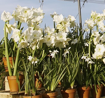 Weiße Amaryllis Weiße Amaryllis