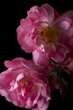 Damaszener Rose Damaszener Rose