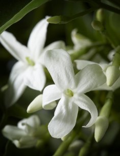 Arabischer Jasmin Arabischer Jasmin