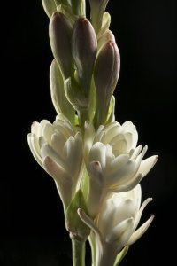 Tuberose Tuberose
