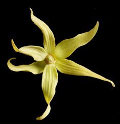 Ylang Ylang Ylang Ylang