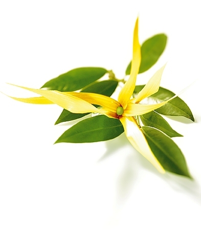 Ylang Ylang