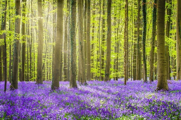 Hasenglöckchen in Hallerbos verwandeln den Wald