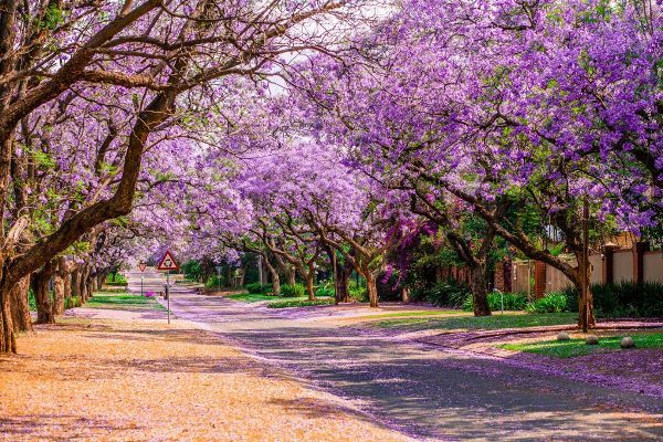 Südafrikas Hauptstadt Pretoria verwandelt sich im Frühling dank der rund 70.000 Jacaranda-Bäume in ein leuchtend-lila Blütenmeer