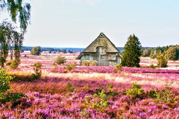 Im (Spät-)Sommer verwandelt sich die Lüneburger Heide in ein lila Blütenmeer  denn dann erblüht das dort wachsende Heidekraut. 