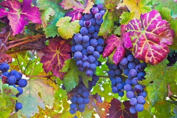 Die Weinregion Napa Valley AVA ist weltweit für seine Spitzenweine bekannt