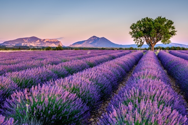 Lavendelfelder, wie in der französischen Provence, liegen dieses Jahr im &quot;Digital Lavender&quot;-Farbtrend.