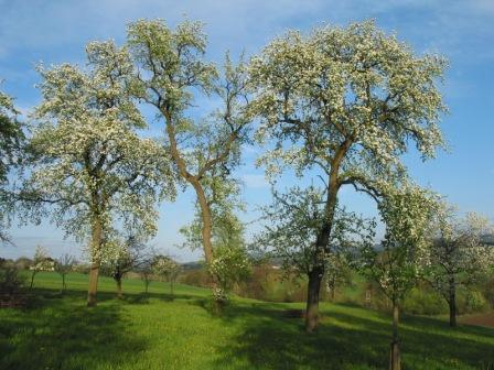 Blühende Obstbäume Blühende Obstbäume