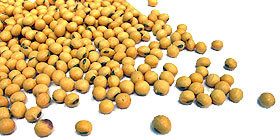 Soja enthält wichtige Phytohormone Soja enthält wichtige Phytohormone