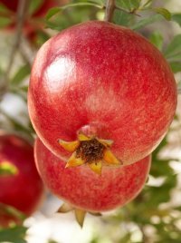 Granatapfel Granatapfel
