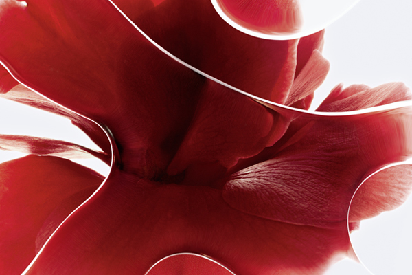 Die rote Kamelie ist dank ihrer revitalisierenden Wirkstoffe der Signature-Inhaltsstoff von N°1 de Chanel Die rote Kamelie ist dank ihrer revitalisierenden Wirkstoffe der Signature-Inhaltsstoff von N°1 de Chanel