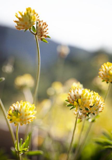 Anthyllis Anthyllis