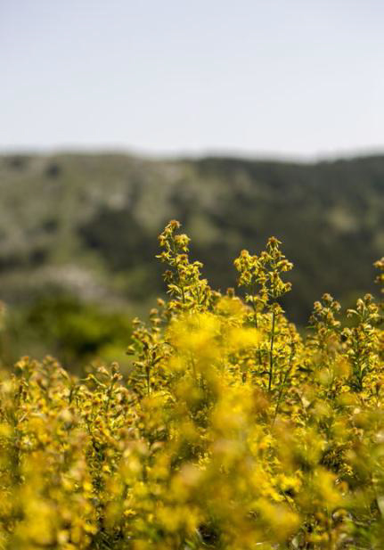 Solidago Solidago