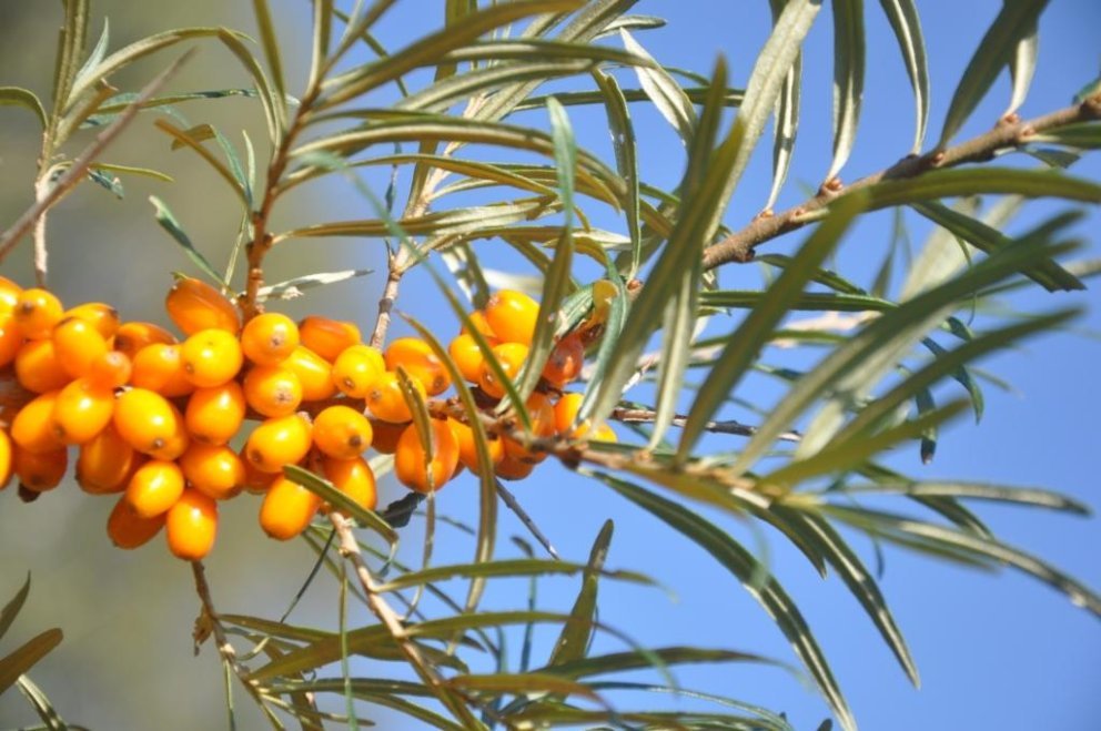 Sanddornbeeren und Blätter