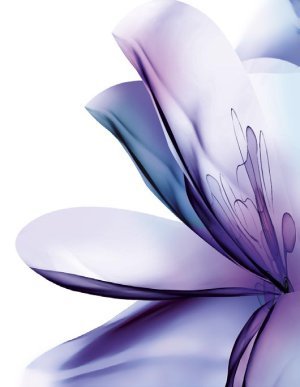 Safranblüte Safranblüte
