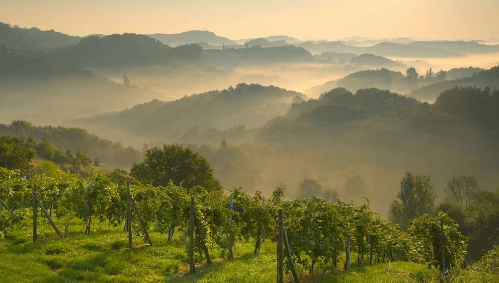 Südsteirische Weinberge