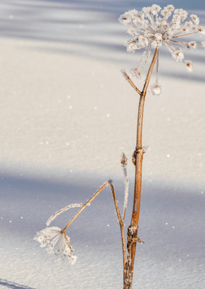 Winterkaelte 1