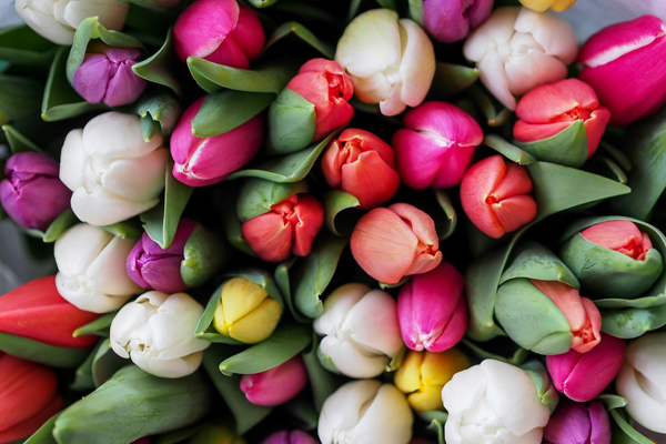 Blumen sind weit mehr als nur dekorative Elemente in Wohnräumen