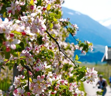 Kirschblüte in Südtirol