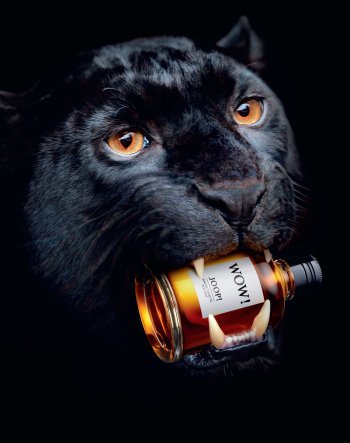 JOOP! WOW! JOOP! WOW!