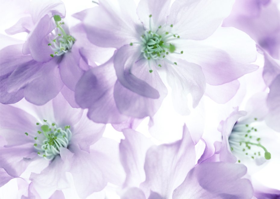 Kirschblüte Kirschblüte