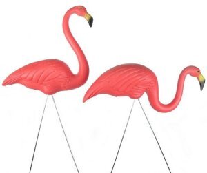 Don Featherstones Flamingos Don Featherstones Flamingos