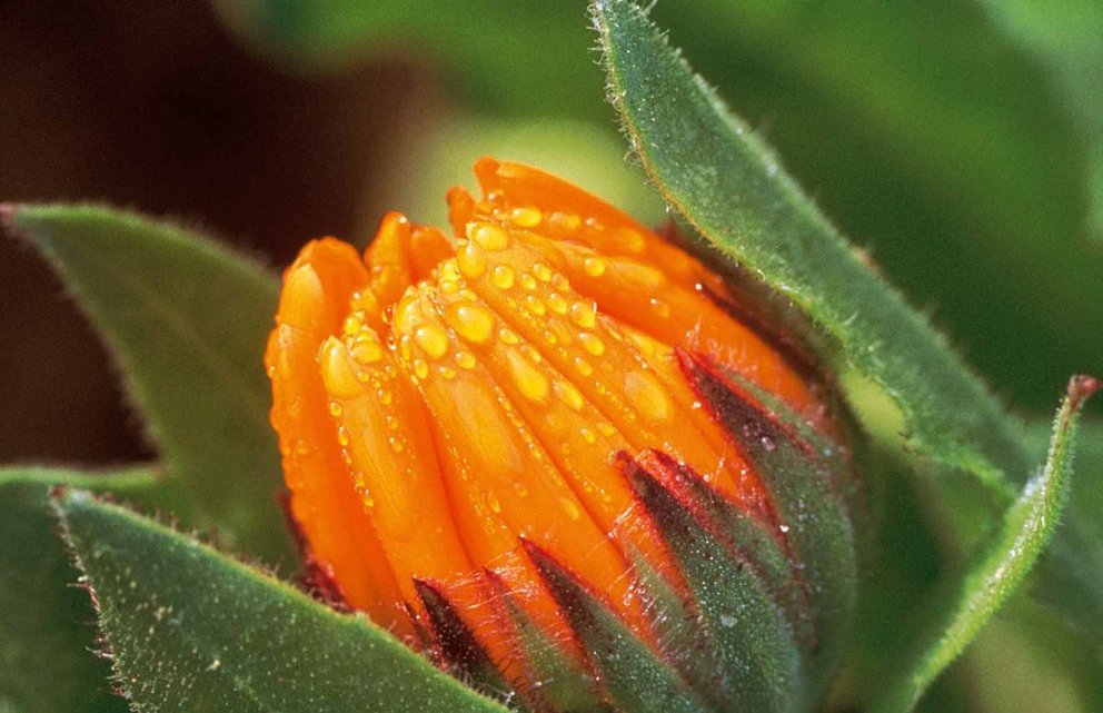 Calendulaernte im Heilpflanzengarten von Weleda