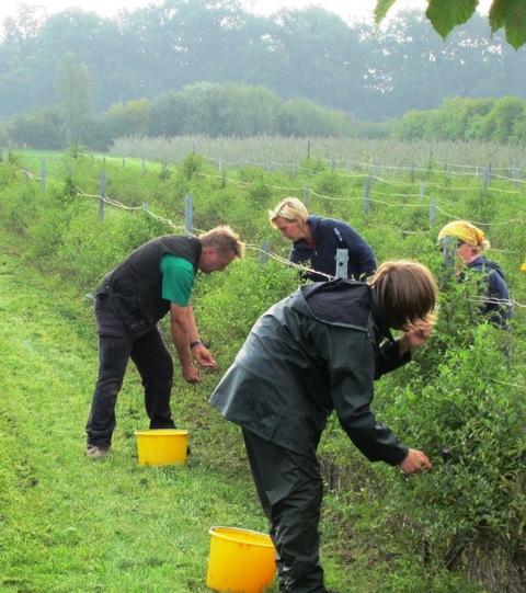 Erntezeit im Weleda Heilpflanzengarten