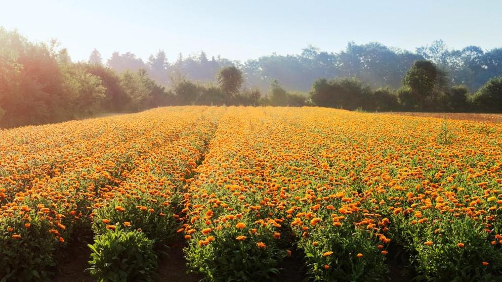 Calendulafeld im Heilpflanzengarten von Weleda