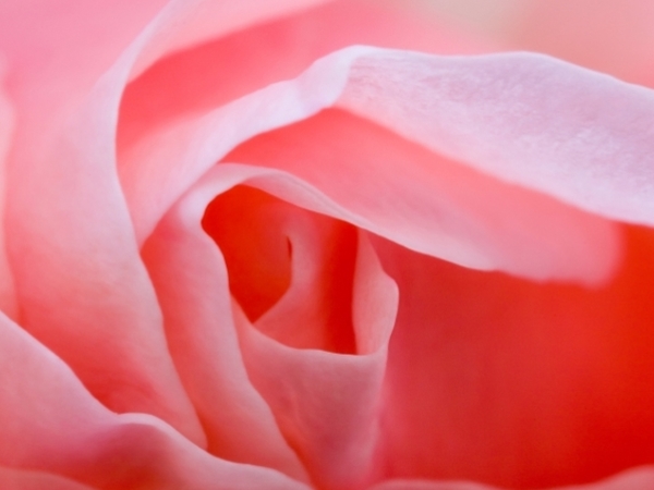 Rosen