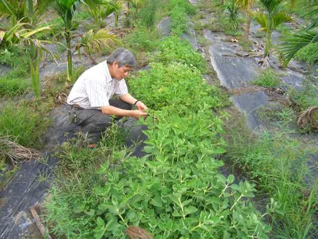 Master Lin bei der Wildsammlung